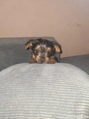 Yorki babák gondoskodó szerető gazdikat keresnek!  - kép 5