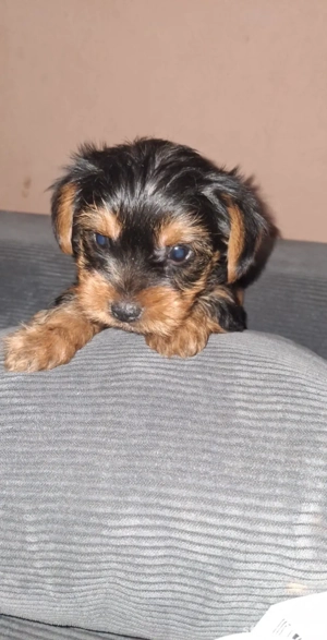 Yorki babák gondoskodó szerető gazdikat keresnek!  - kép 2