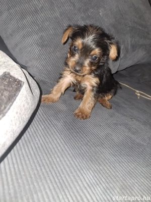 Yorki babák gondoskodó szerető gazdikat keresnek!  - kép 3