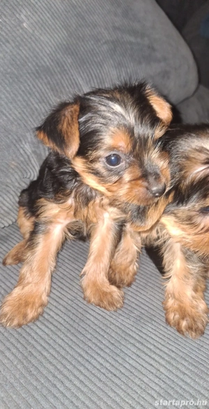 Yorki babák gondoskodó szerető gazdikat keresnek!  - kép 4