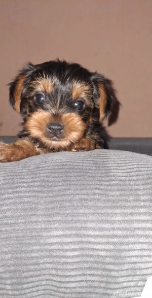 Yorki babák gondoskodó szerető gazdikat keresnek! 