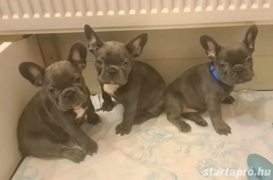 Gyönyörű francia bulldog kiskutyák eladók - kép 2