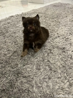 Hosszú szörű csoki csivava - kép 3