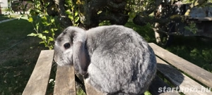 Törpe lógófülű kosorrú bak nyuszik - kép 4