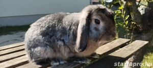 Törpe lógófülű kosorrú bak nyuszik - kép 2