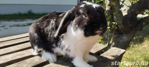 Törpe lógófülű kosorrú bak nyuszik