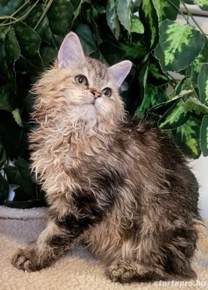 Eladó Selkirk Rex göndör szőrü cica