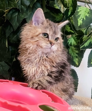 Eladó Selkirk Rex göndör szőrü cica - kép 2