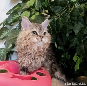 Eladó Selkirk Rex göndör szőrü cica - kép 5