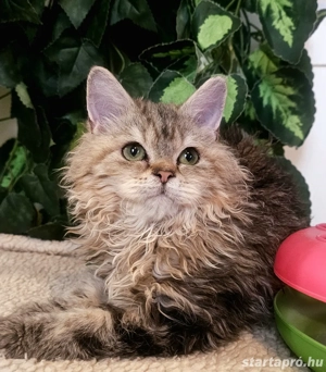 Eladó Selkirk Rex göndör szőrü cica - kép 4