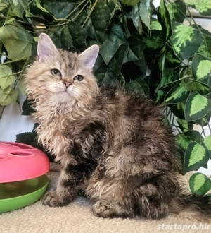 Eladó Selkirk Rex göndör szőrü cica - kép 7
