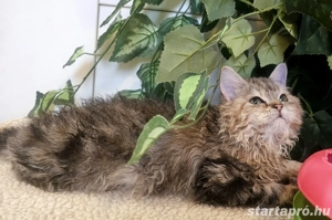 Eladó Selkirk Rex göndör szőrü cica - kép 8