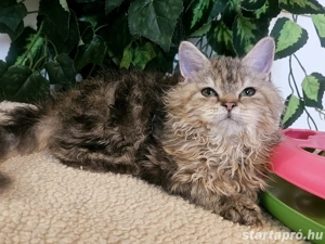 Eladó Selkirk Rex göndör szőrü cica - kép 9