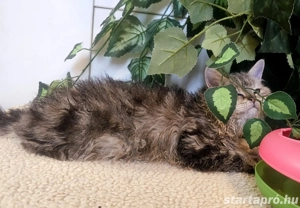 Eladó Selkirk Rex göndör szőrü cica - kép 10