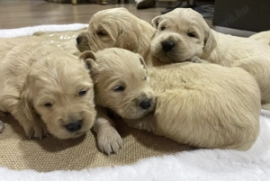 Golden Retriever kiskutyák  - kép 4