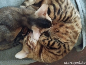 Abesszin beng li kiscica - kép 3