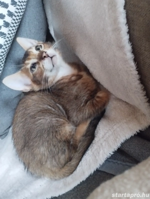 Abesszin beng li kiscica - kép 4