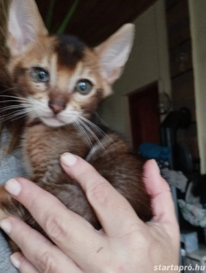 Abesszin beng li kiscica