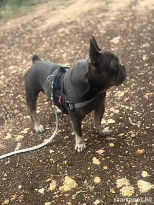 Francia bulldog  - kép 2