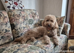 Gyönyörű pedigrés uszkár ajándékba - kép 3