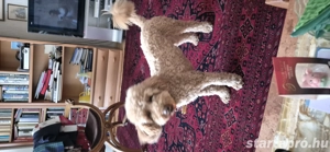 Gyönyörű pedigrés uszkár ajándékba - kép 2