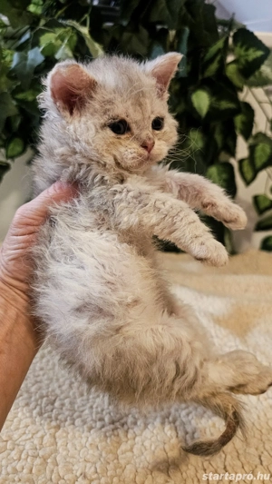 Foglalható Selkirk Rex göndör szőrű cica babák. - kép 3