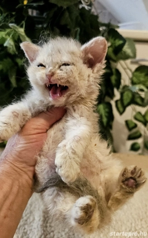 Foglalható Selkirk Rex göndör szőrű cica babák. - kép 4