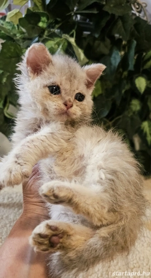 Foglalható Selkirk Rex göndör szőrű cica babák. - kép 5