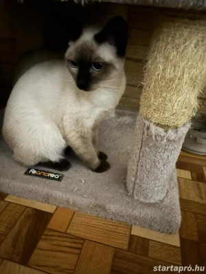 Sziámi cica család eladó - kép 5