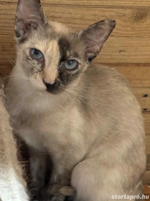 Sziámi cica család eladó - kép 3