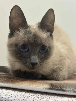 Sziámi cica család eladó