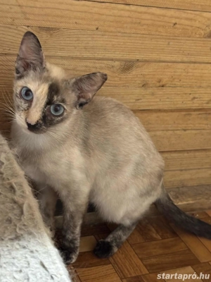 Sziámi cica család eladó - kép 4
