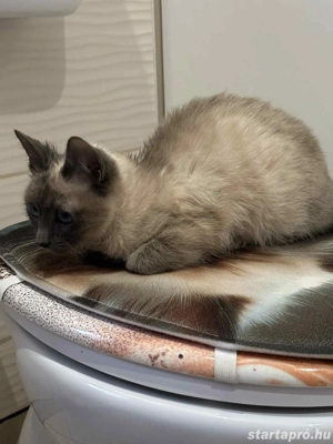 Sziámi cica család eladó - kép 2