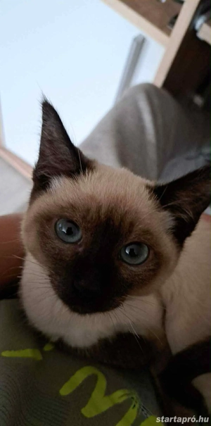 Sziámi cica család eladó - kép 6