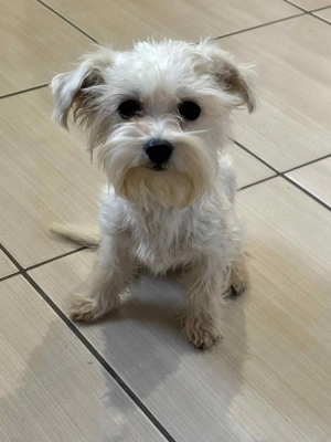 Bishon havanese extramini kislányok, 1,6kg - kép 1