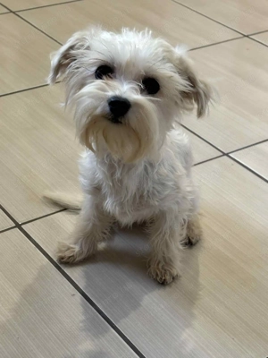Bishon havanese extramini kislányok, 1,6kg - kép 3