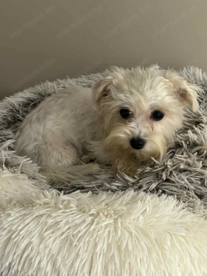 Bishon havanese extramini kislányok, 1,6kg - kép 2