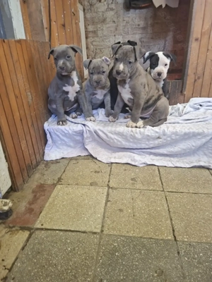 Kék Amstaff  kiskutya