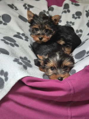 Yorki kisfiú és kislányok! - kép 3