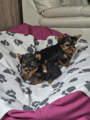 Yorki kisfiú és kislányok! - kép 4