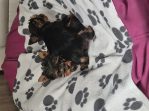 Yorki kisfiú és kislányok! - kép 7