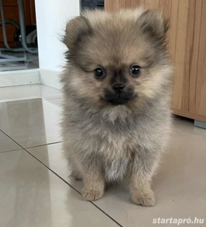 Pomerániai Törpe Spitz kiskutyák - kép 2