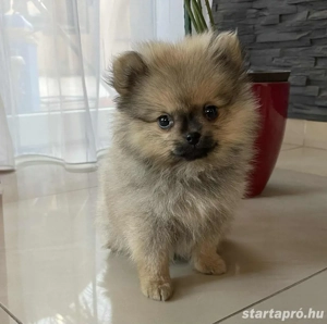 Pomerániai Törpe Spitz kiskutyák