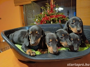 Törpe tacskó eladó - kép 3