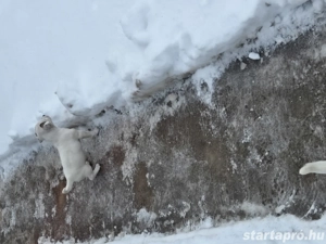 Fajtatiszta Jack Russel Terrier kislány kiskutya  - kép 4