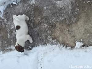 Fajtatiszta Jack Russel Terrier kislány kiskutya  - kép 2