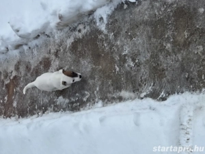 Fajtatiszta Jack Russel Terrier kislány kiskutya  - kép 3