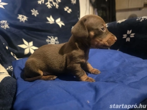 Törpe Tacskó - kép 3