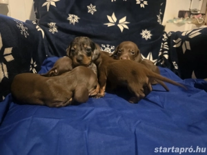 Törpe Tacskó - kép 2