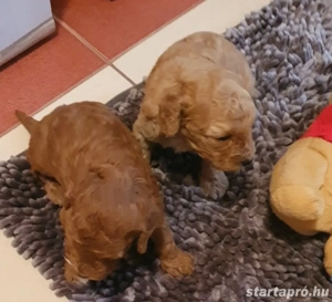 Cegléden uszkár  - kép 2